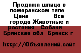 Продажа шпица в померанском типе › Цена ­ 20 000 - Все города Животные и растения » Собаки   . Брянская обл.,Брянск г.